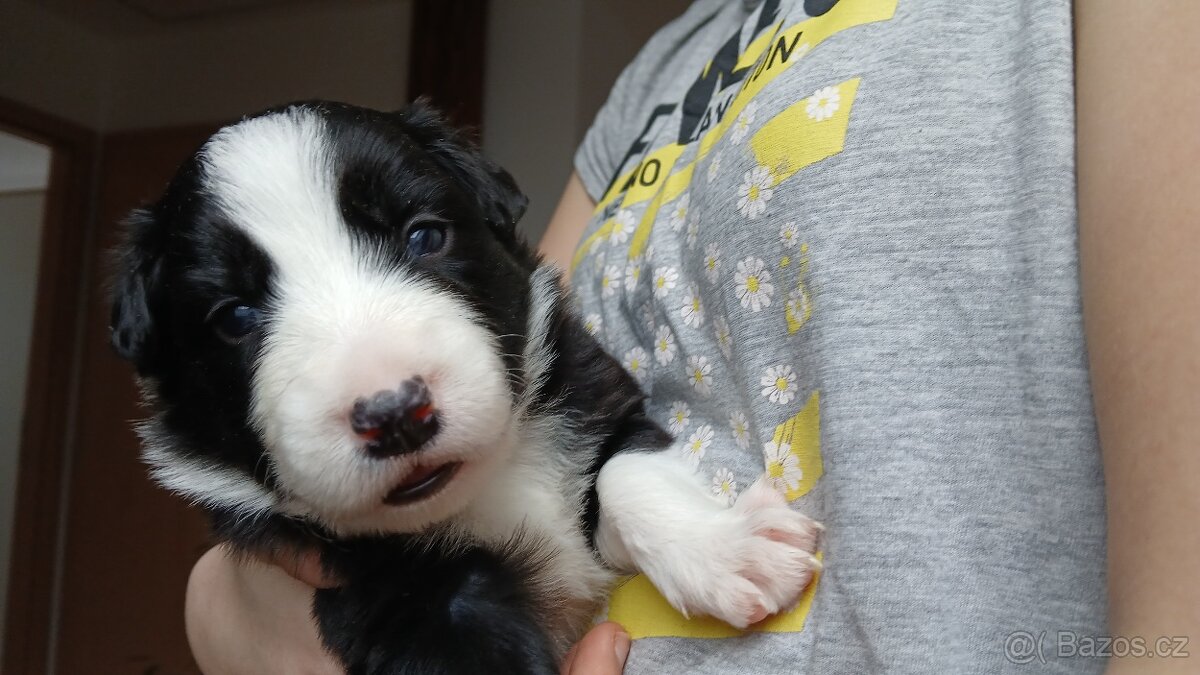 Štěňata Border kolie - 3