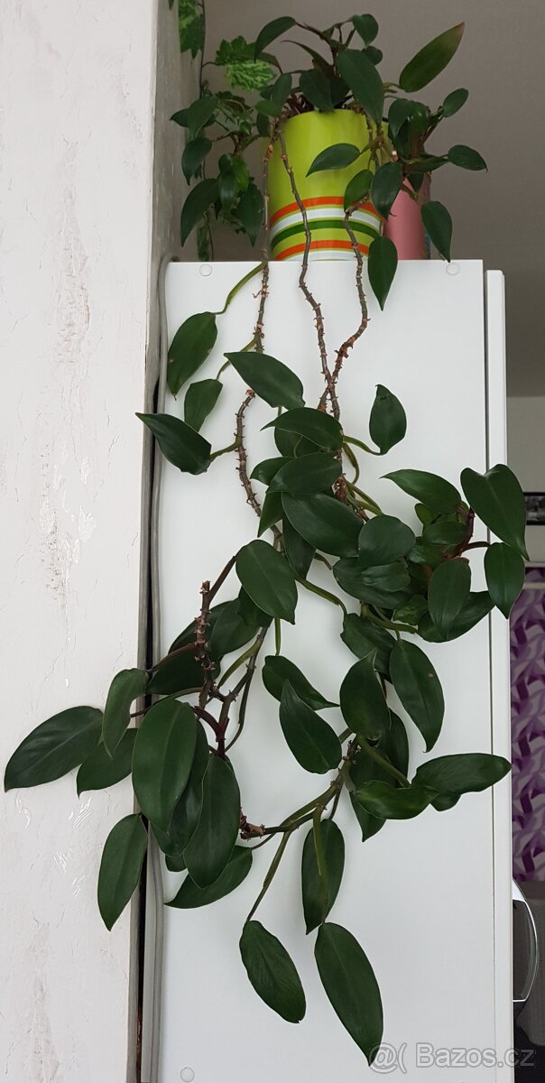 Krásné domácí květiny - 3