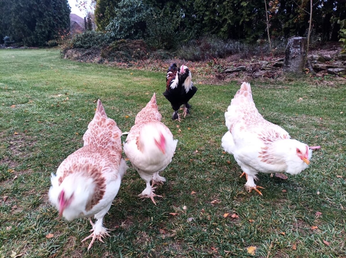 Faverolka násadová vejce - 3