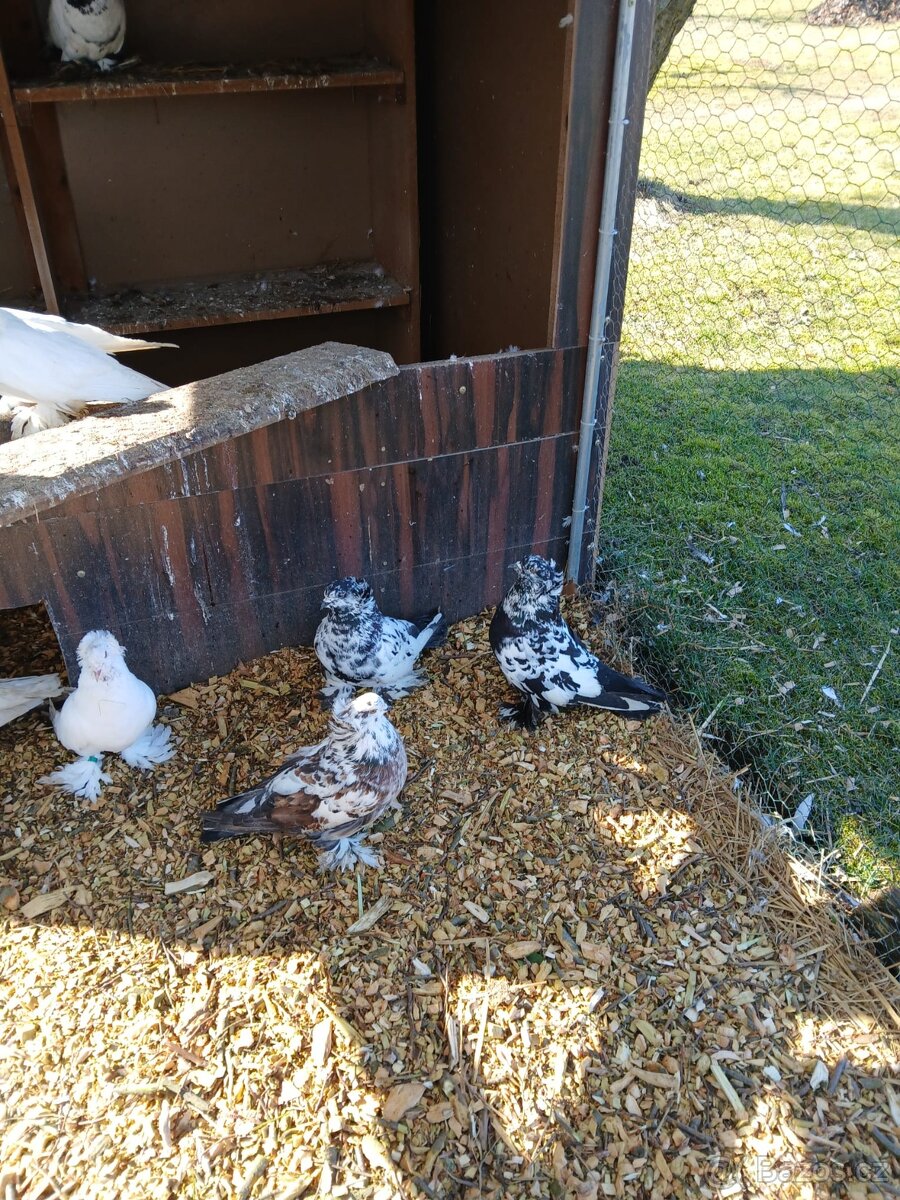 Holub maďarský obr - 3