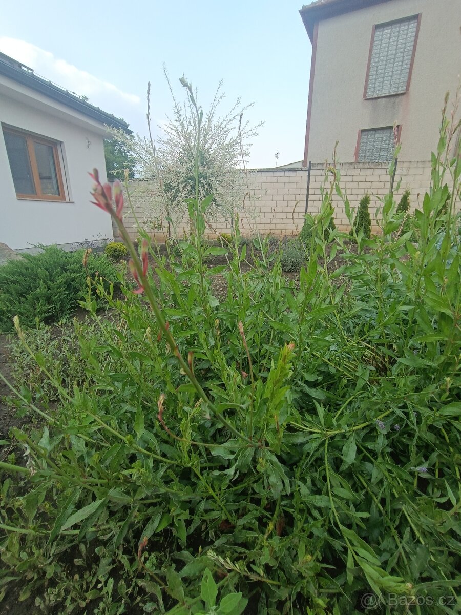 Gaura/svíčkovec bílý - 3