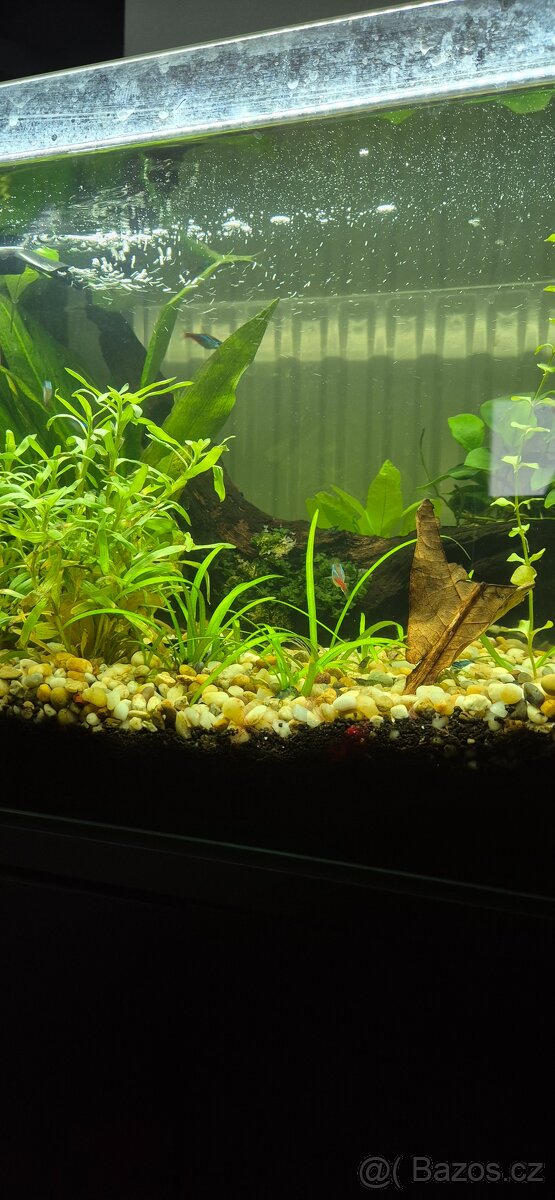 Modré krevetky ( Neocaridina Blue Dream) - 3