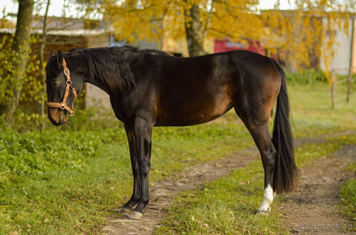 Dvouletá klisna po Caleri - rekreace, chov - 3