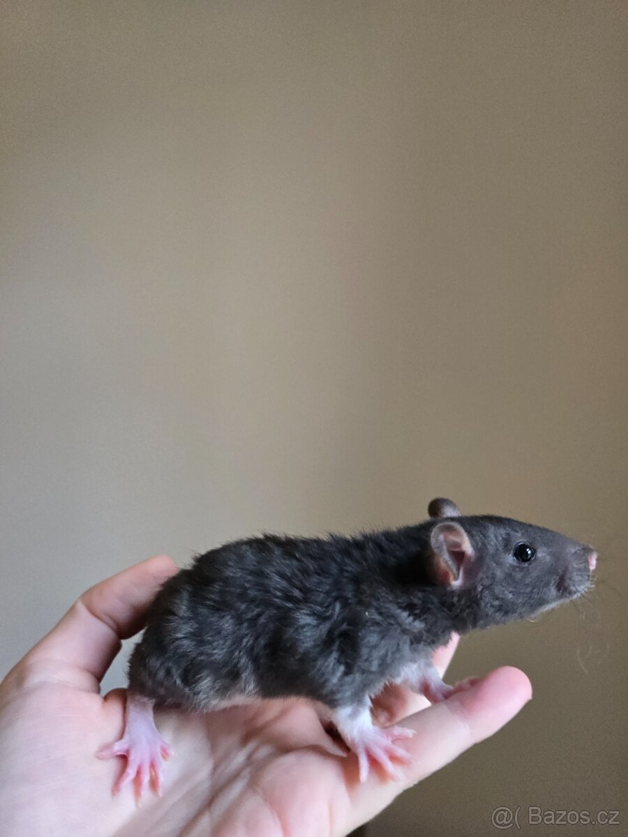 Potkan rex samička - 3