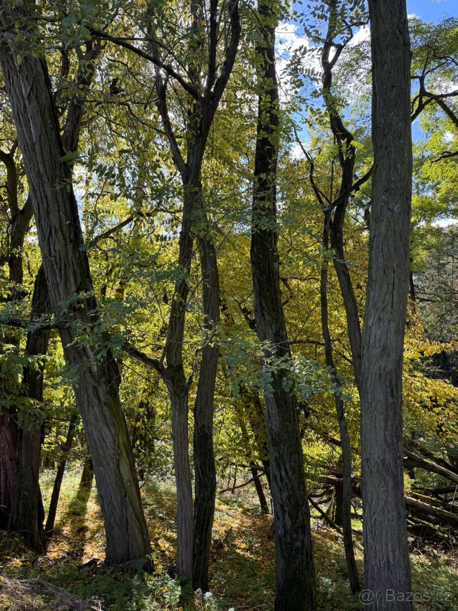Prodej lesního pozemku v k.ú. Chorušice - 3