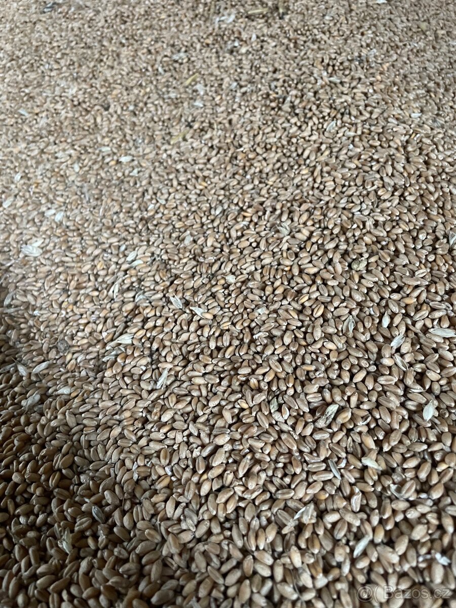 Pšenice, ječmen, oves - 3