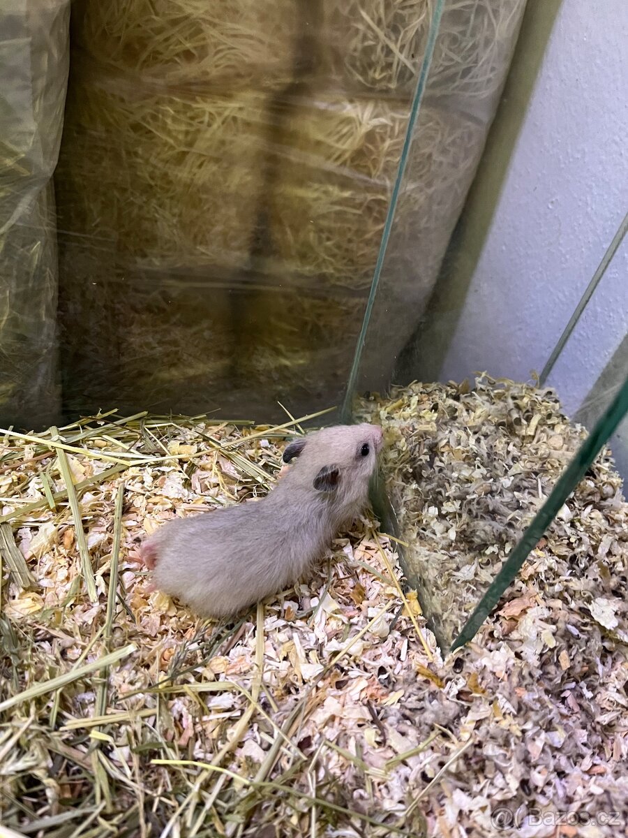 Křeček Syrský nar. 15.2.2026. - 3