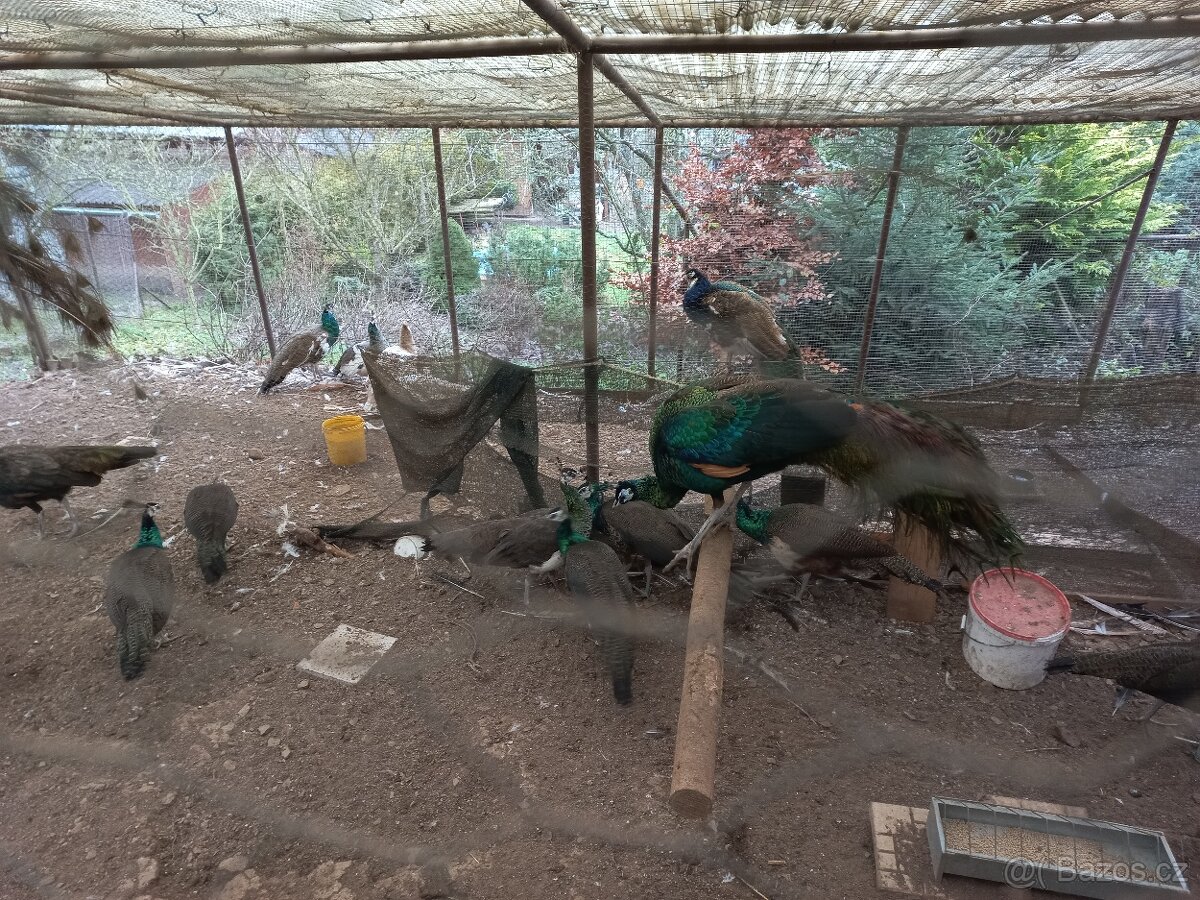 Páv modrý korunkatý, smaragd spalding, emerald spalding - 3