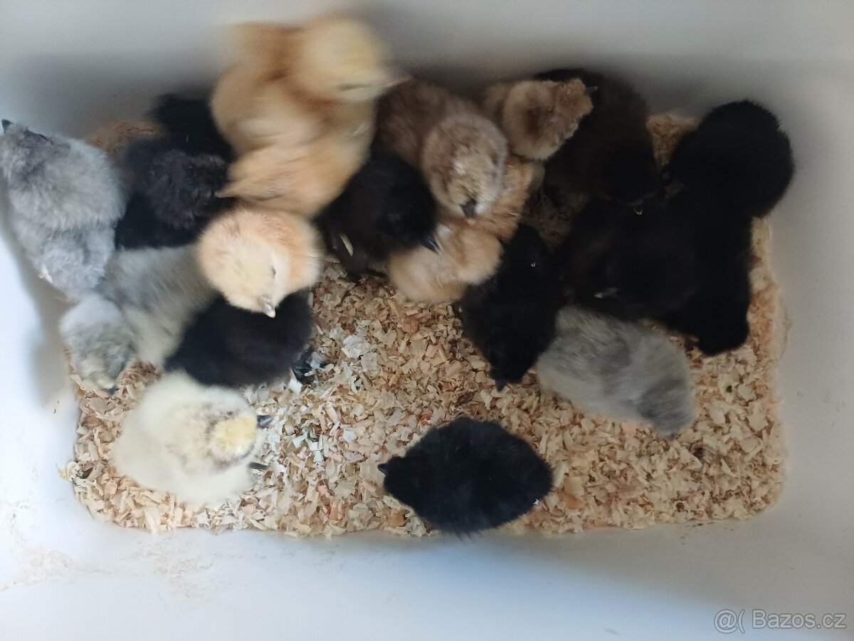 Kuřátka hedvábničky - 3