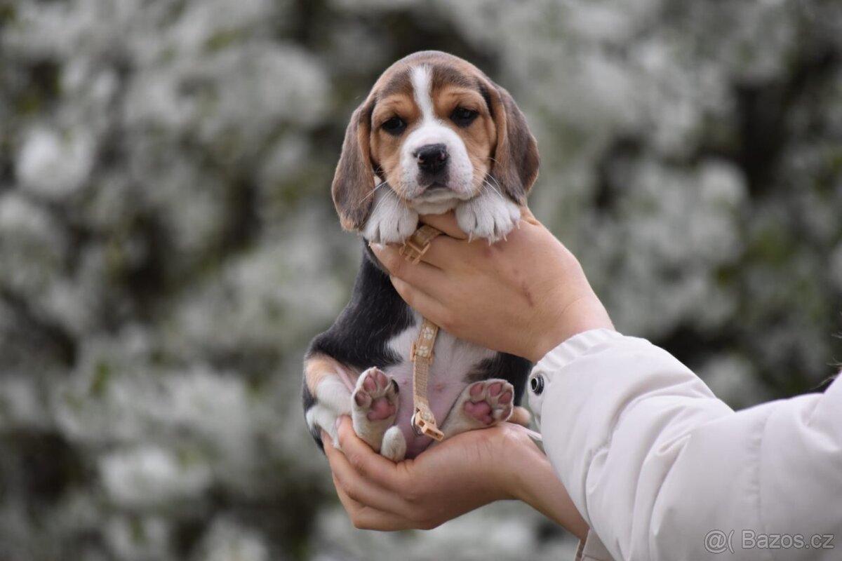 štěňata bígl - 3