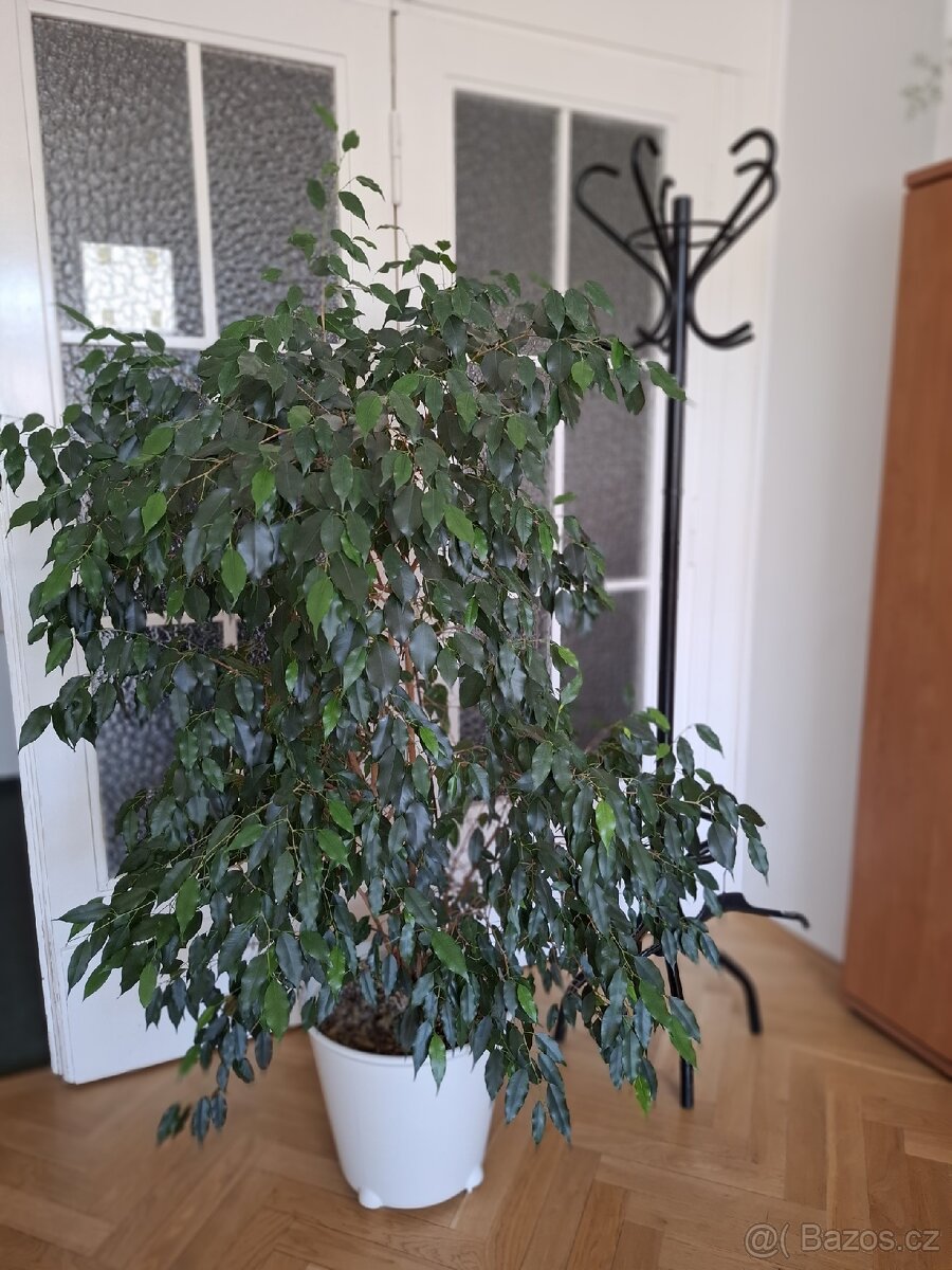 Fikus benjamín - 3