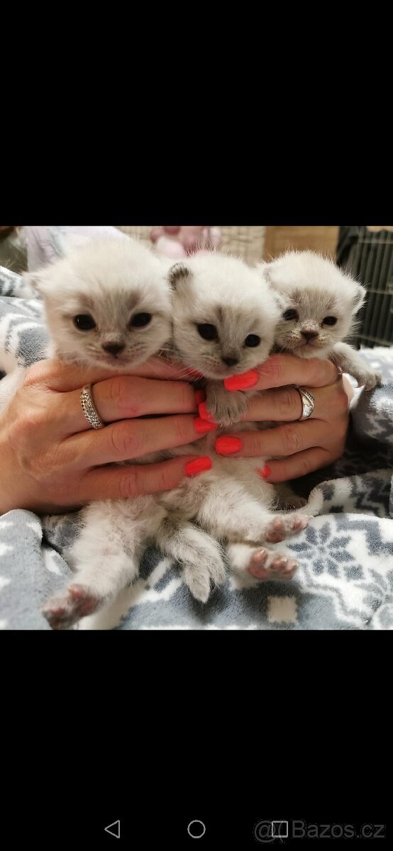 Krytí britský colorpoint - PRAHA ZÁPAD U LETIŠTĚ RUZYNĚ - 3