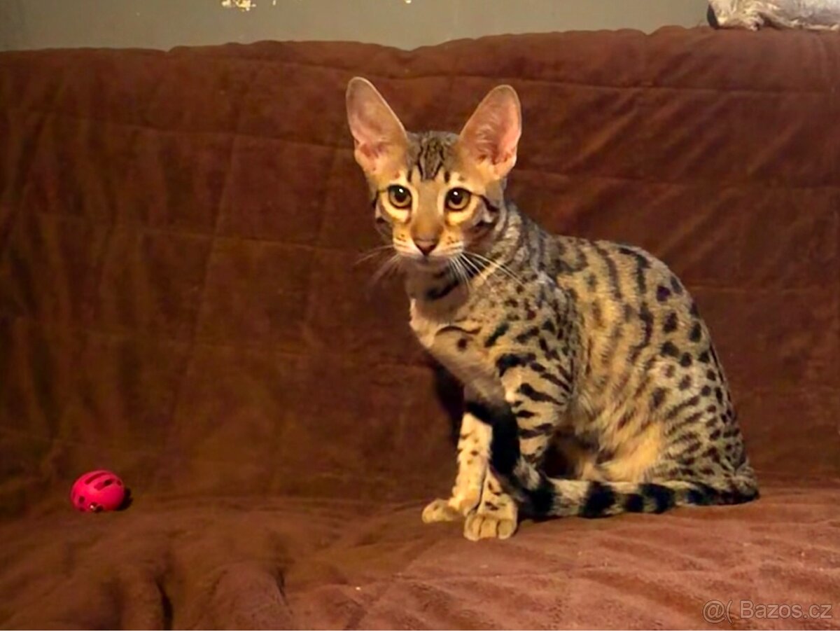 Savannah F6SBT s PP - 3