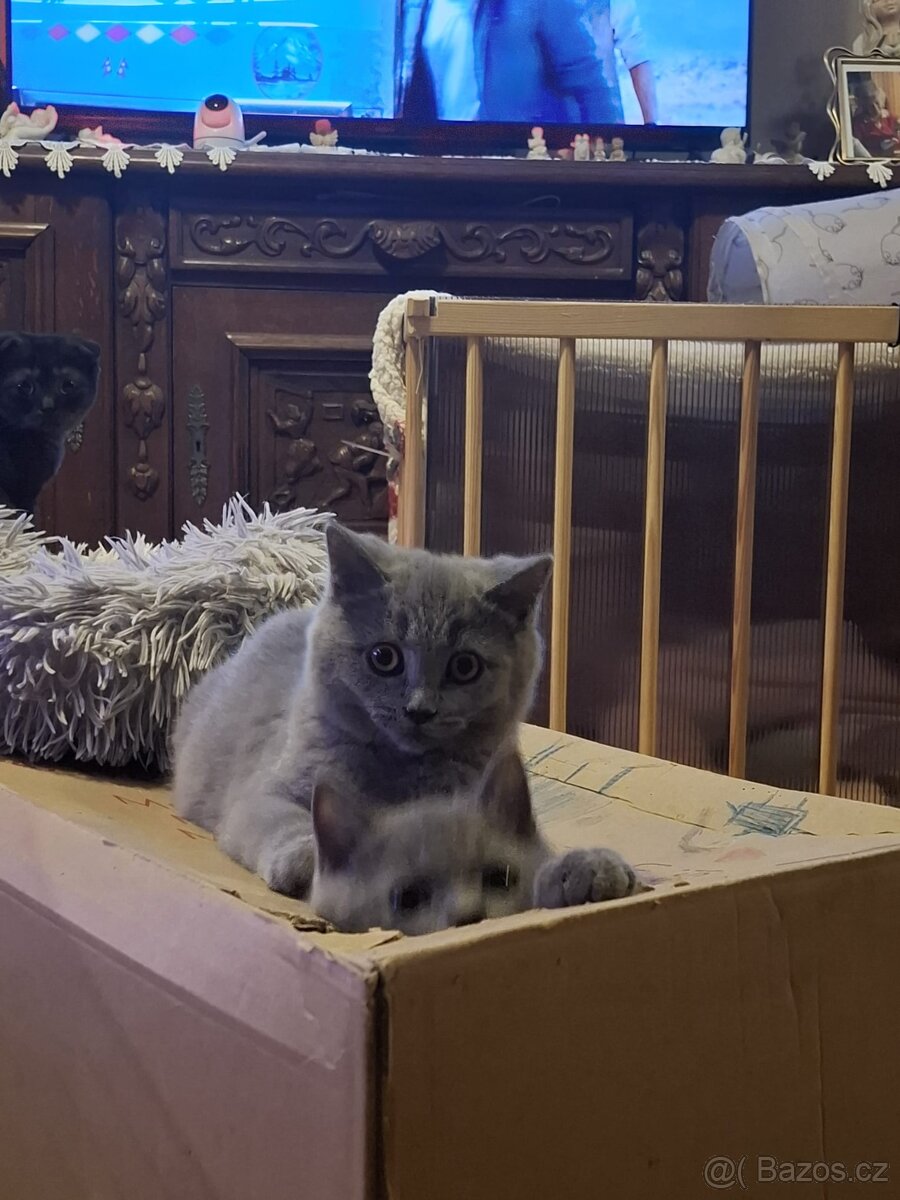 Britská krátkosrstá skotská klapouchá - 3