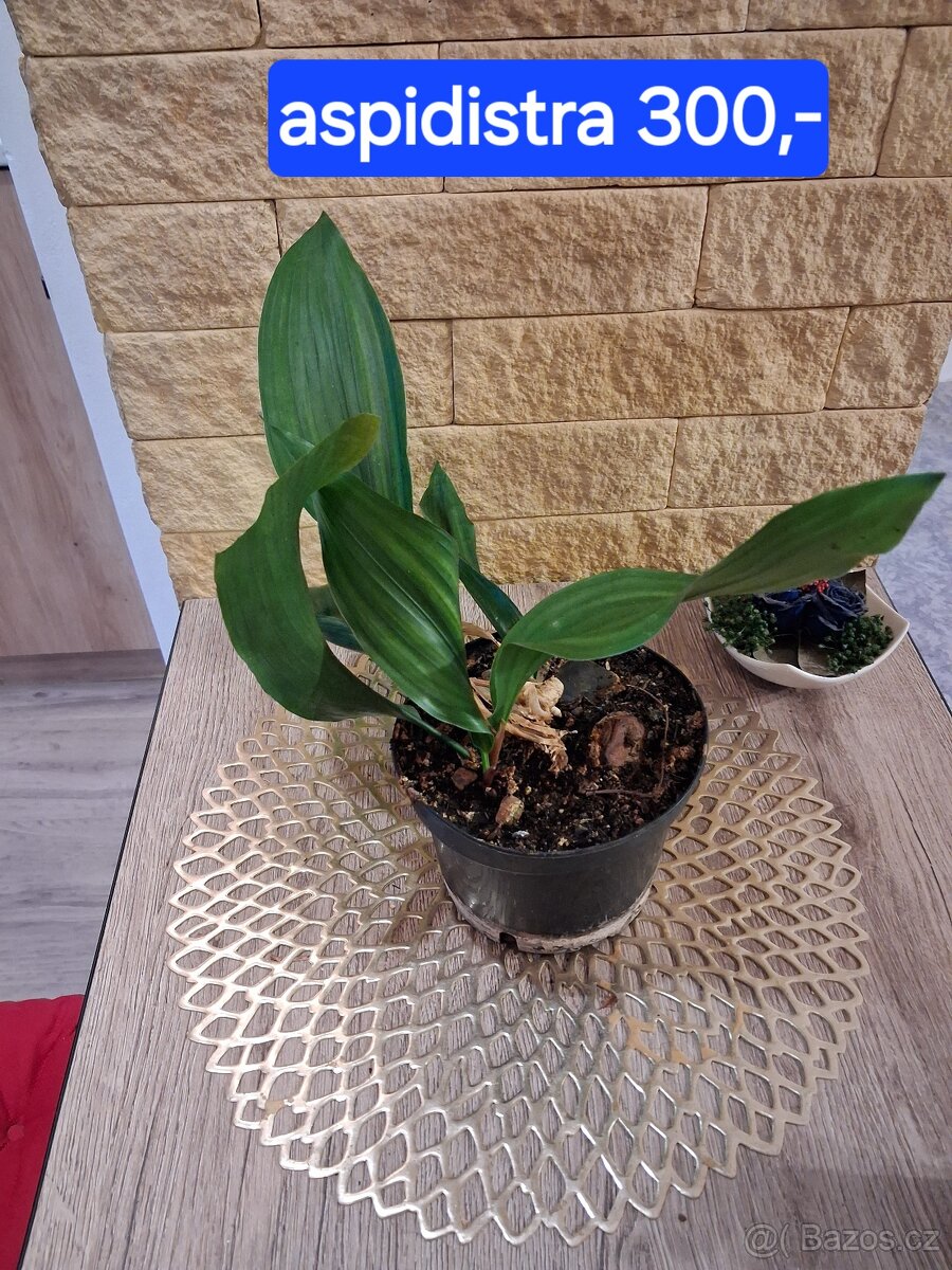 Pokojové rostliny 1 - 3