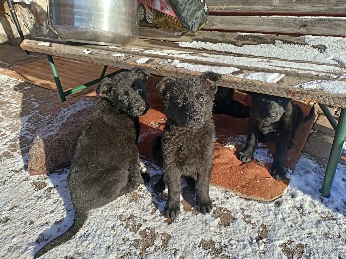Německý ovčák, štěňata - 3