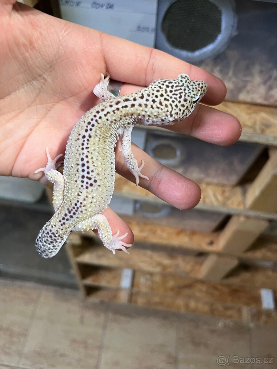 Gekončík noční - 3