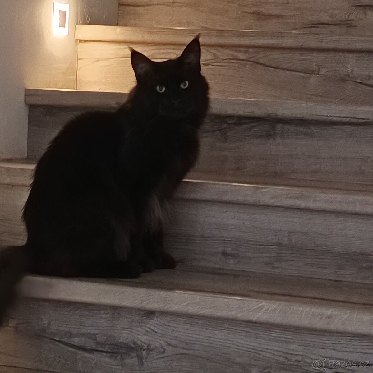 Mainská mývalí krytí - 3