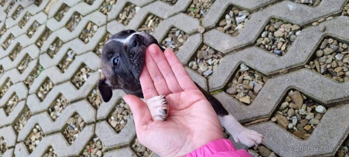 STAFORDŠÍRSKÝ BULTERIÉR - 3