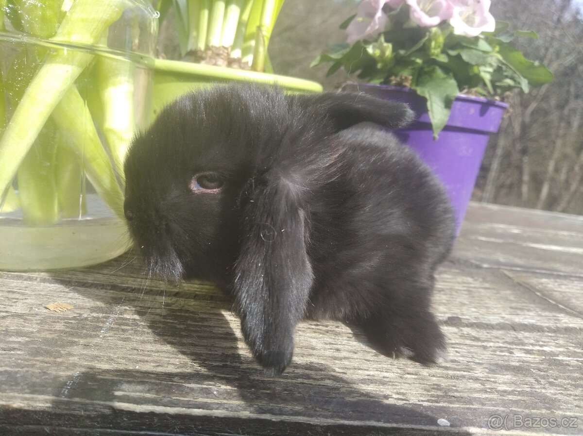 Zakrslý králík - 3