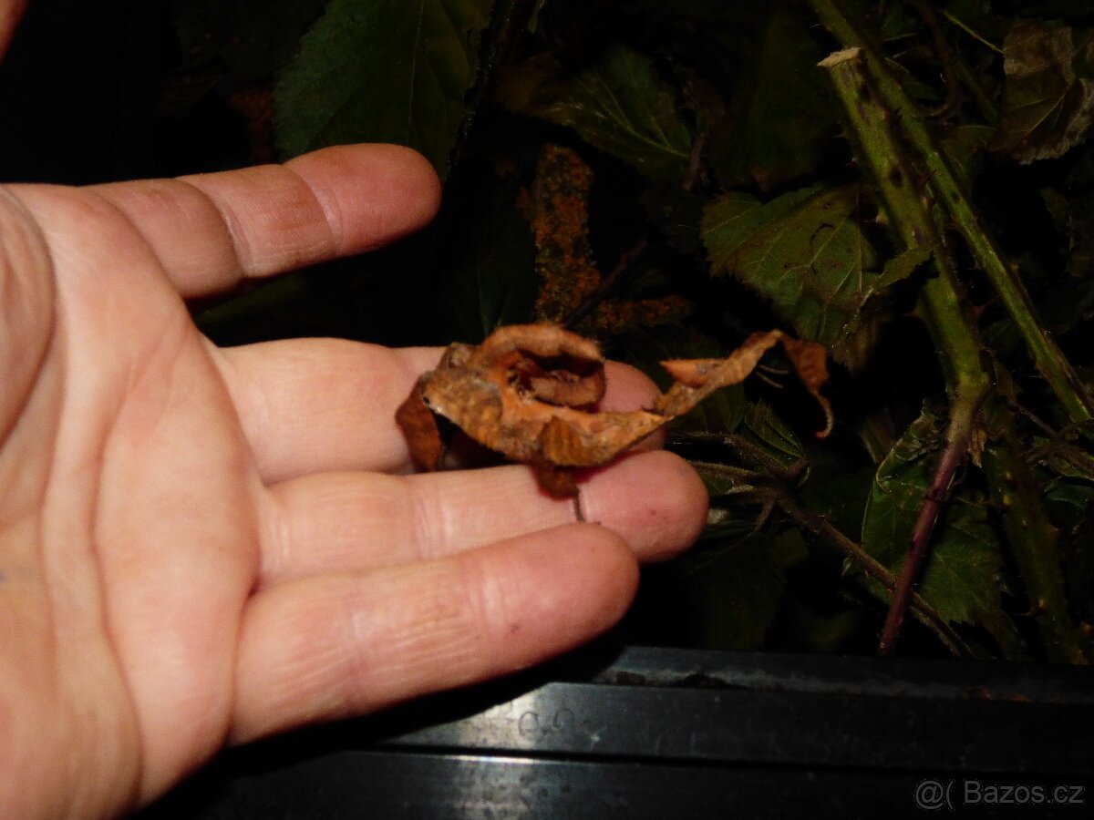 Strašilka australská (Extatosoma tiaratum) - 3