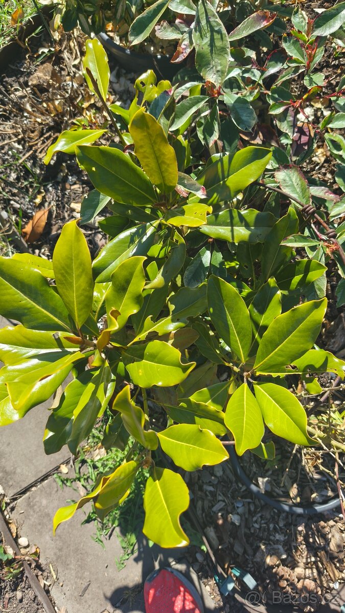 Exotické stále zelené keře - 3