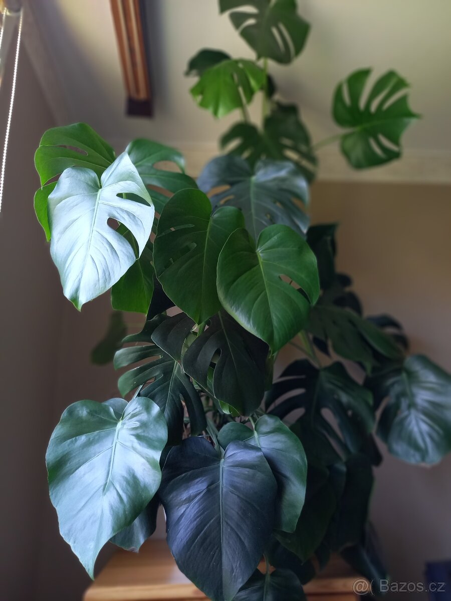 Monstera XXXL 145cm - 3