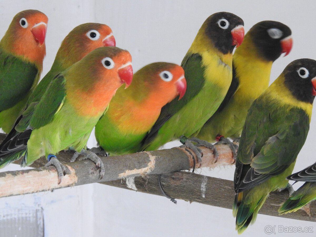 Agapornis Fischeri - 3