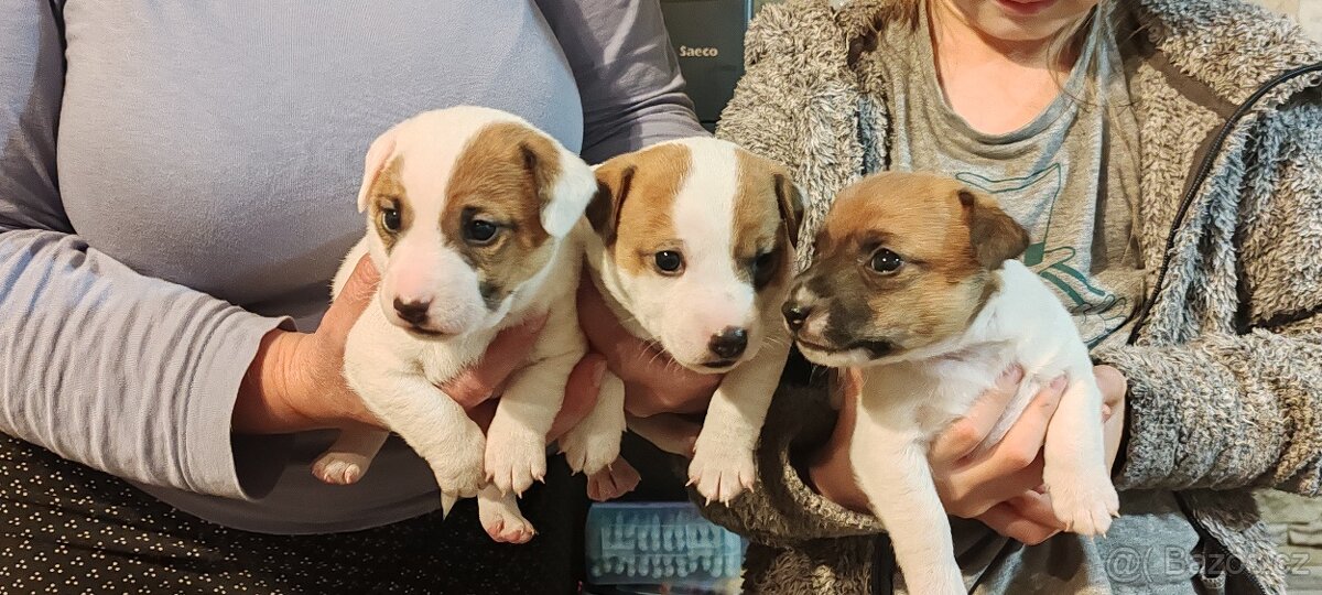 Jack Russel Teriér - 3