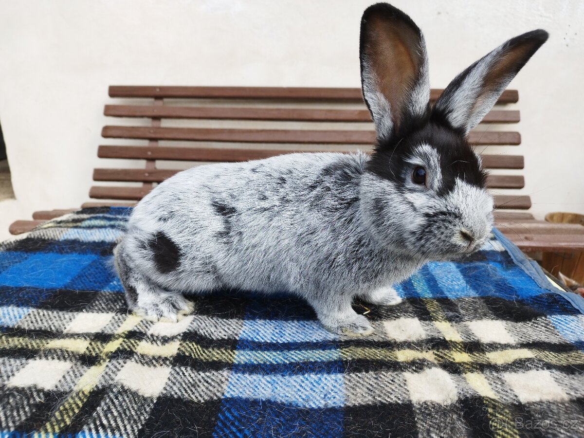 VSS - Velký světlý stříbřitý - samci a samice - 3