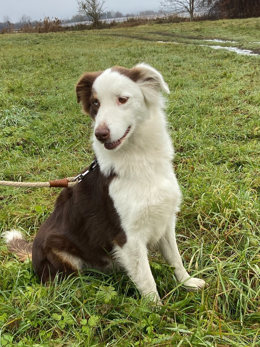 Australský ovčák - 3