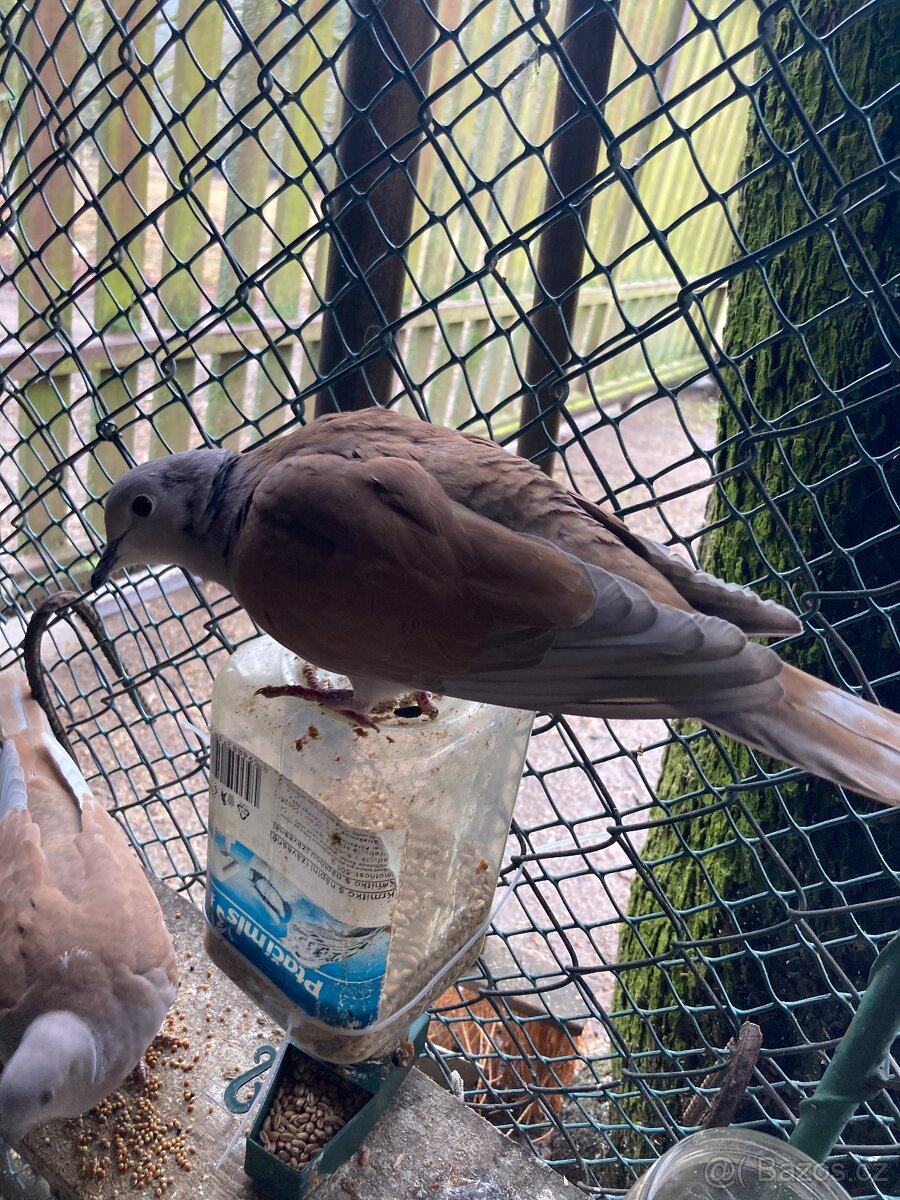 Hrdlička chechtavá - 3