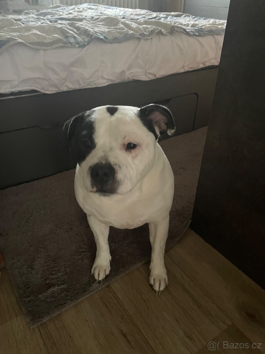 Stafordšírský bulteriér - 3