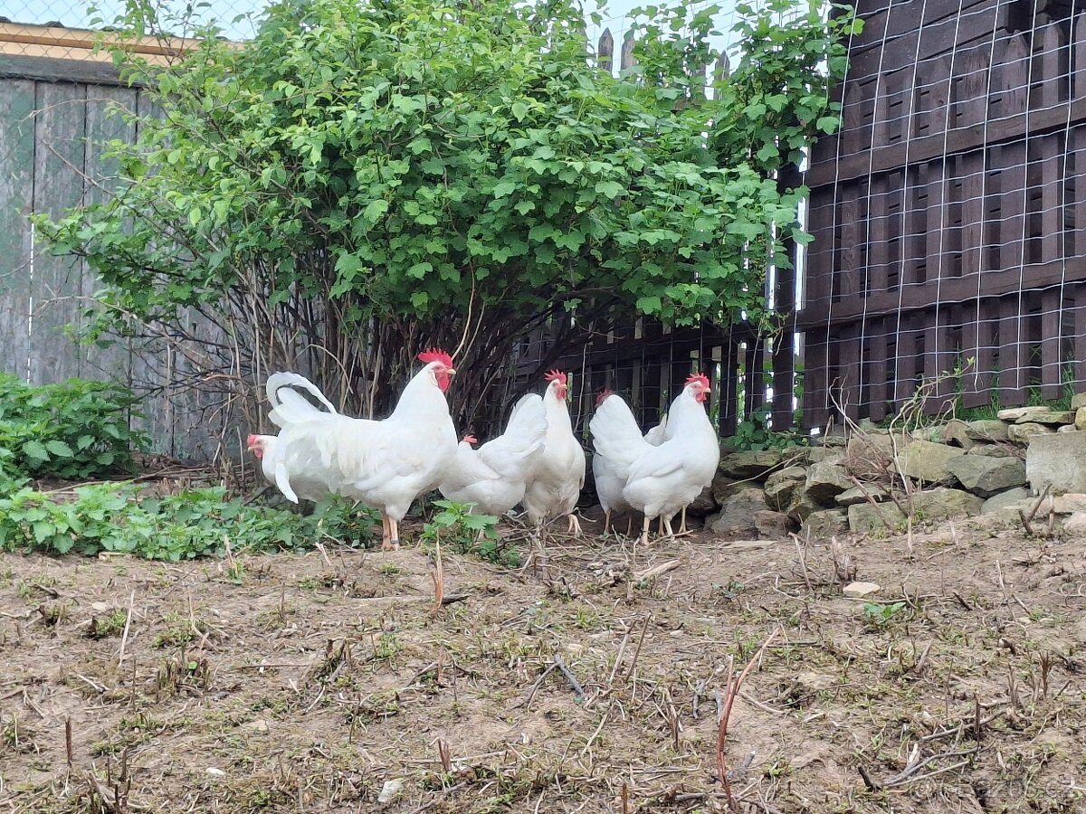 Násadová vajíčka - leghorn - 3