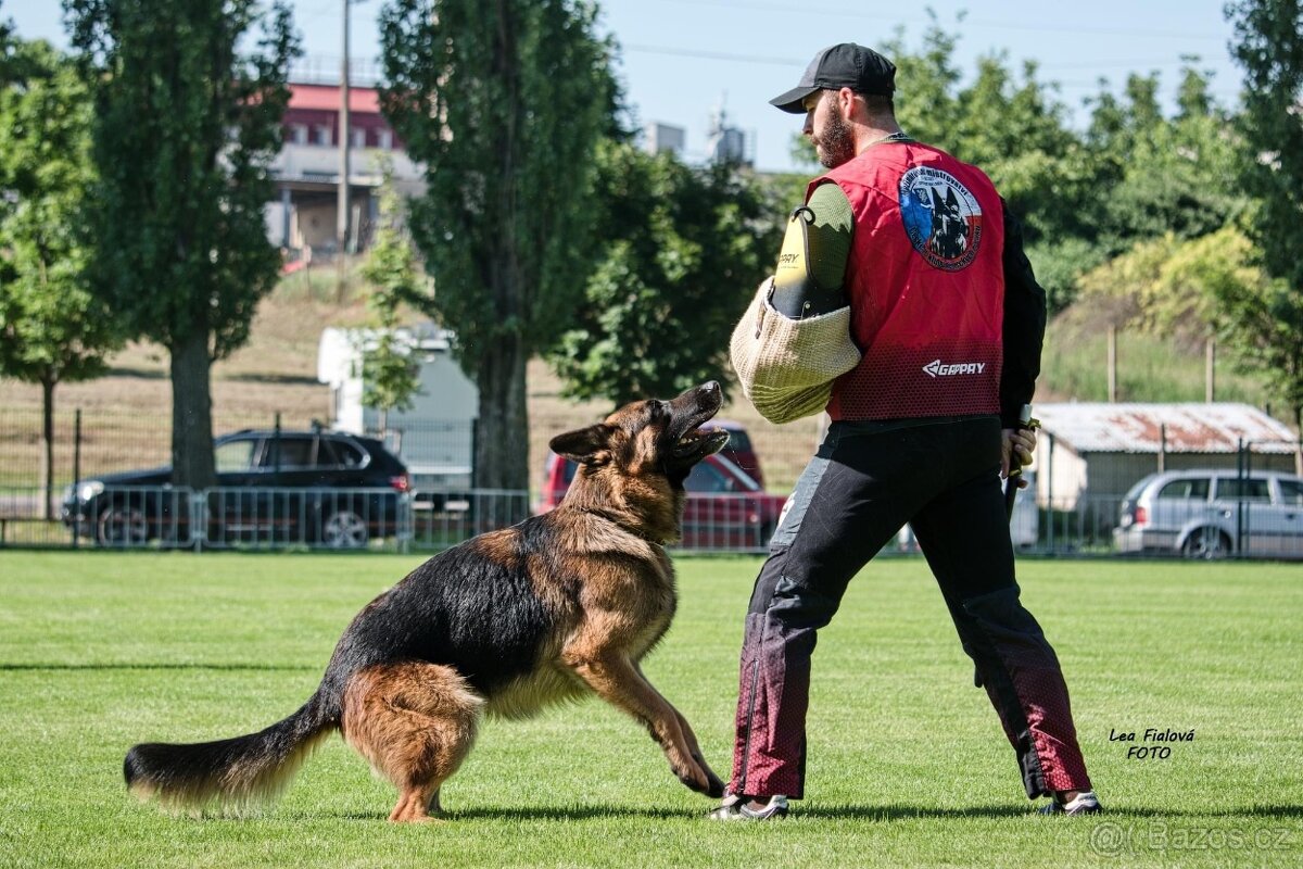 Německý ovčák - 3