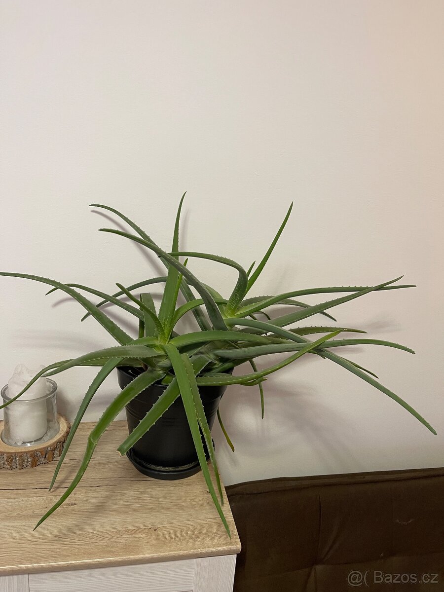 Aloe vera - 3