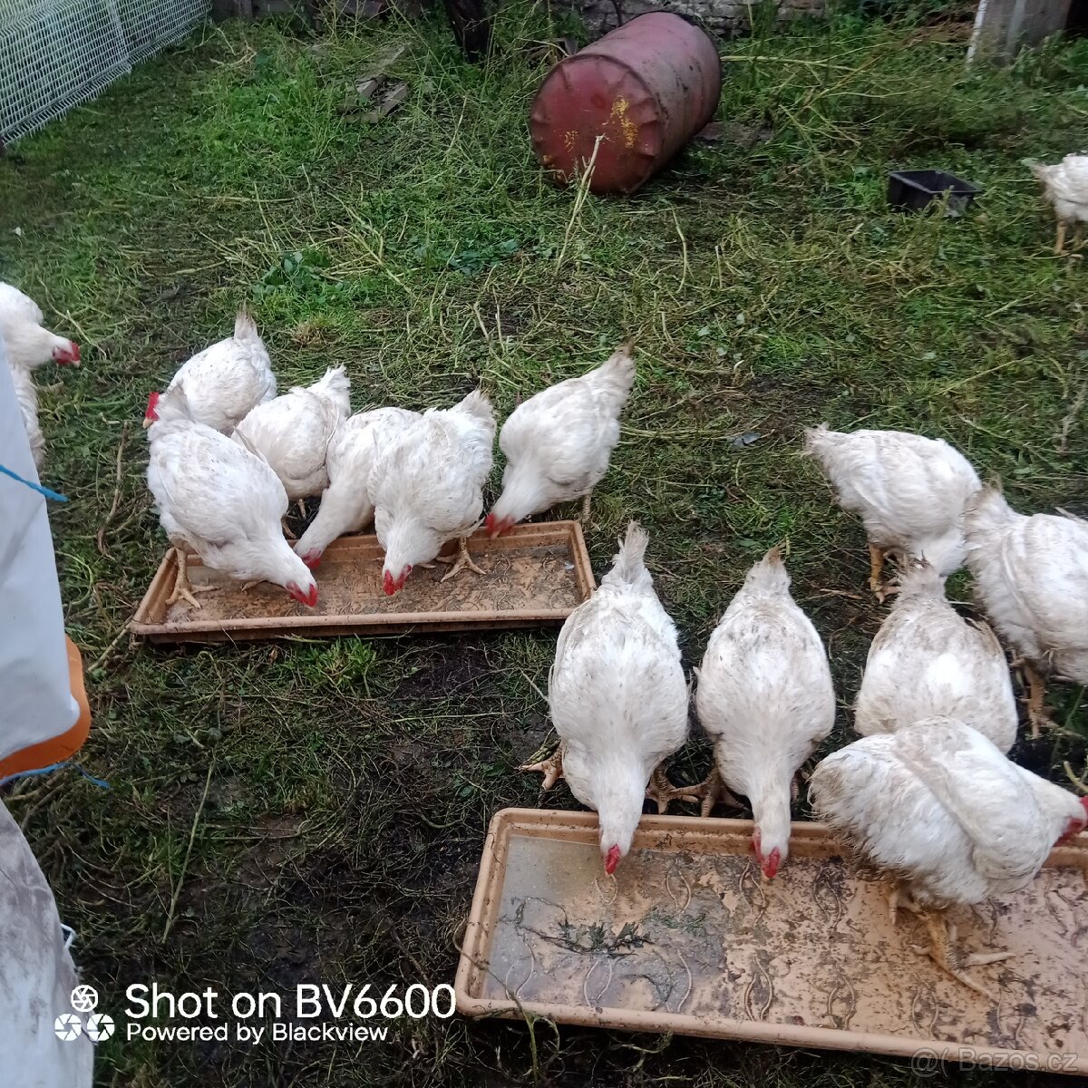 Domácí kuřata - 3