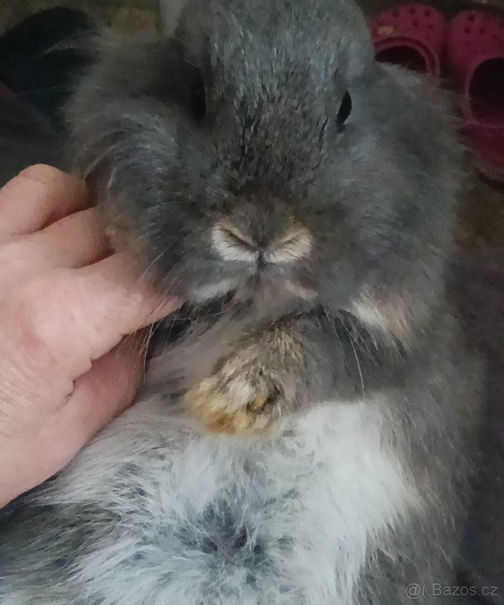 Zarslý beránek / samička - 3