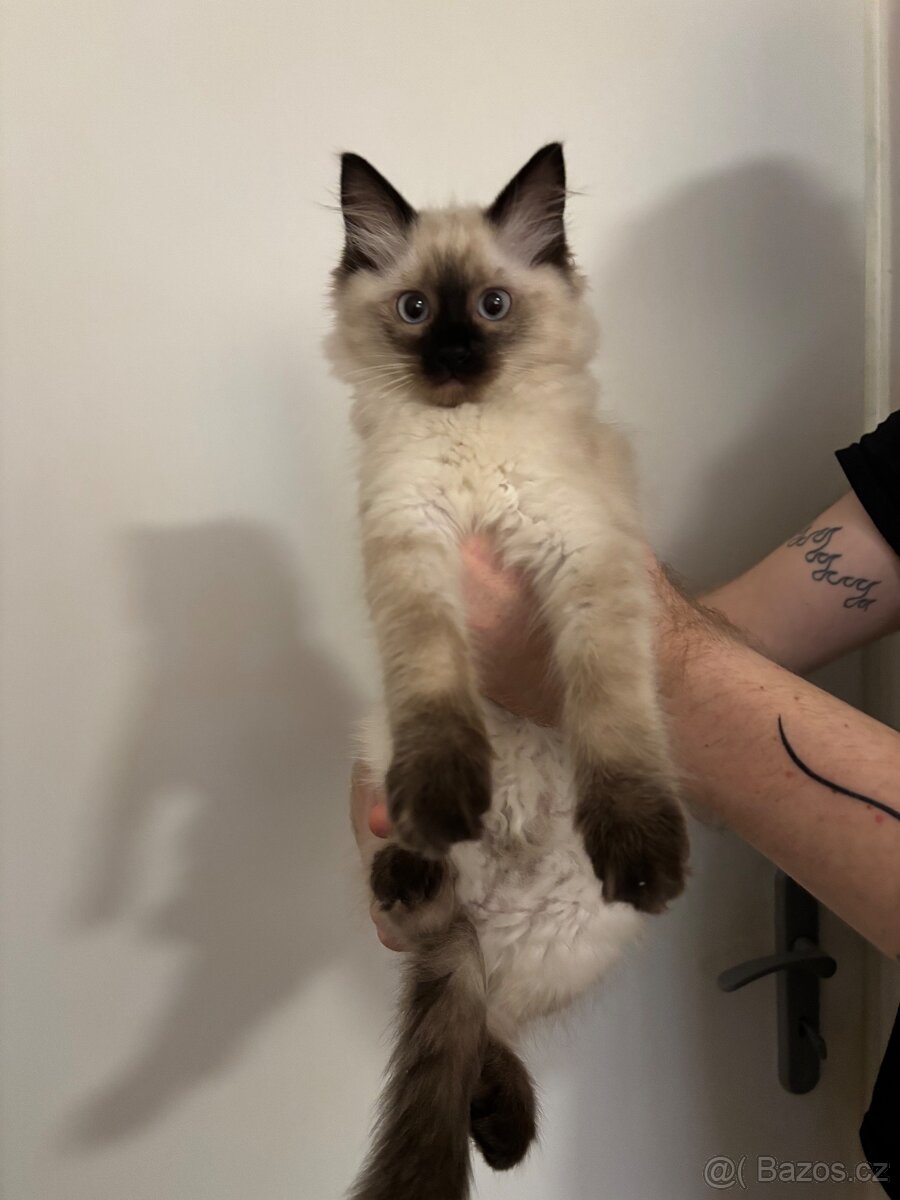 Koťátka Ragdoll - 3