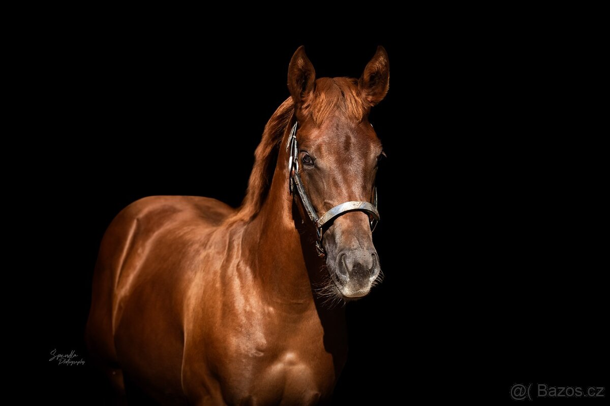 Aqha/Apha chestnut allaround klisnicka - 3