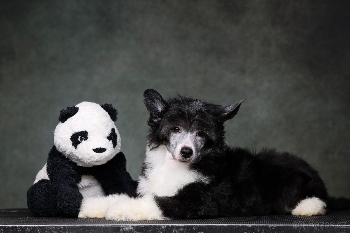 Čínsky chocholatý pes - 3