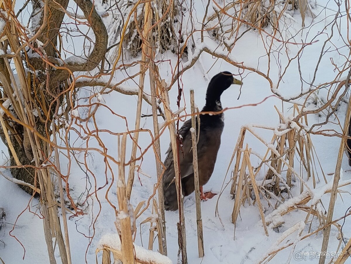 Indický běžec kačer 2025 - 3