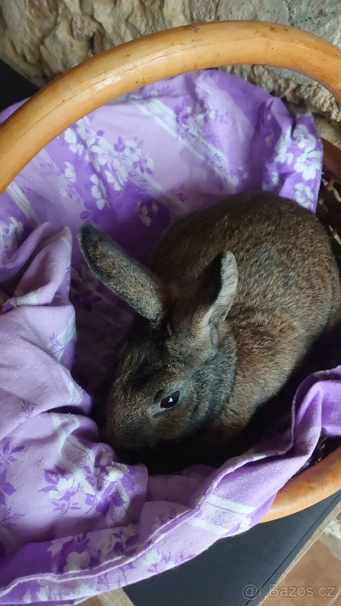 Zakrslý králík Beránek - daruji - 3