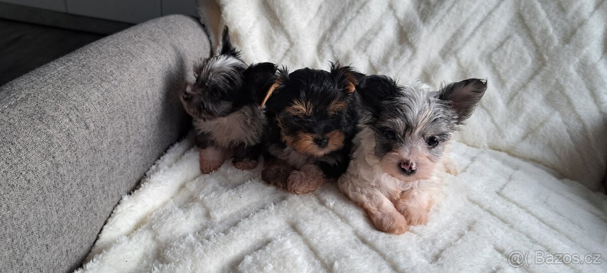 Jorkšírský teriér - 3