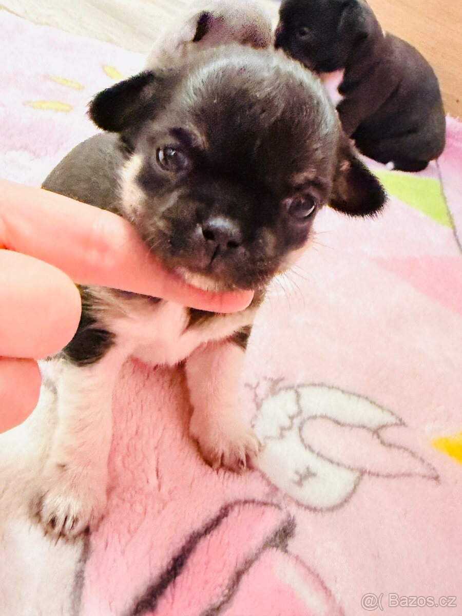 Čivava s PP k rezervaci - 3