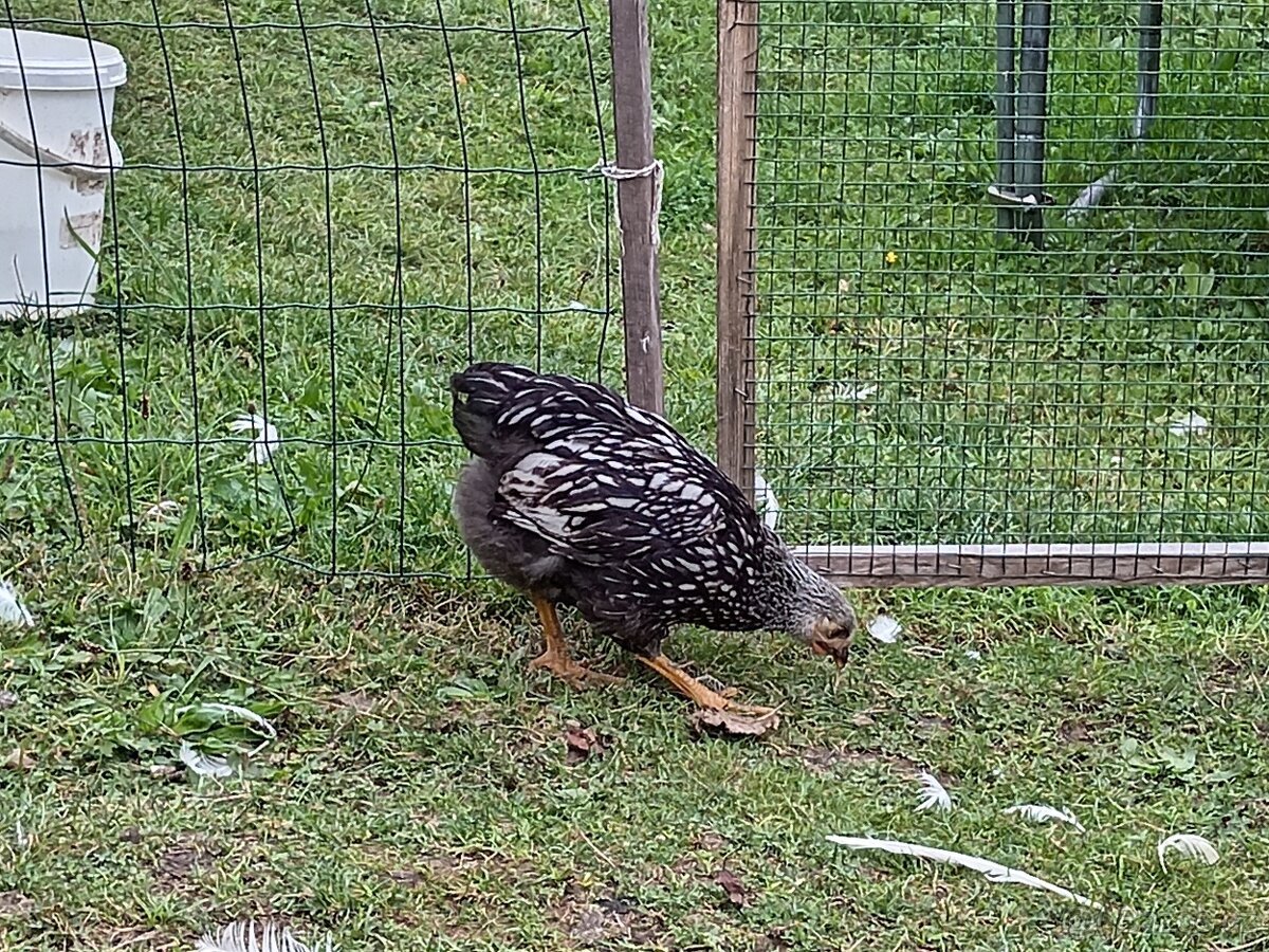 Wyandotka velká stříbrná černě lemovaná - 3