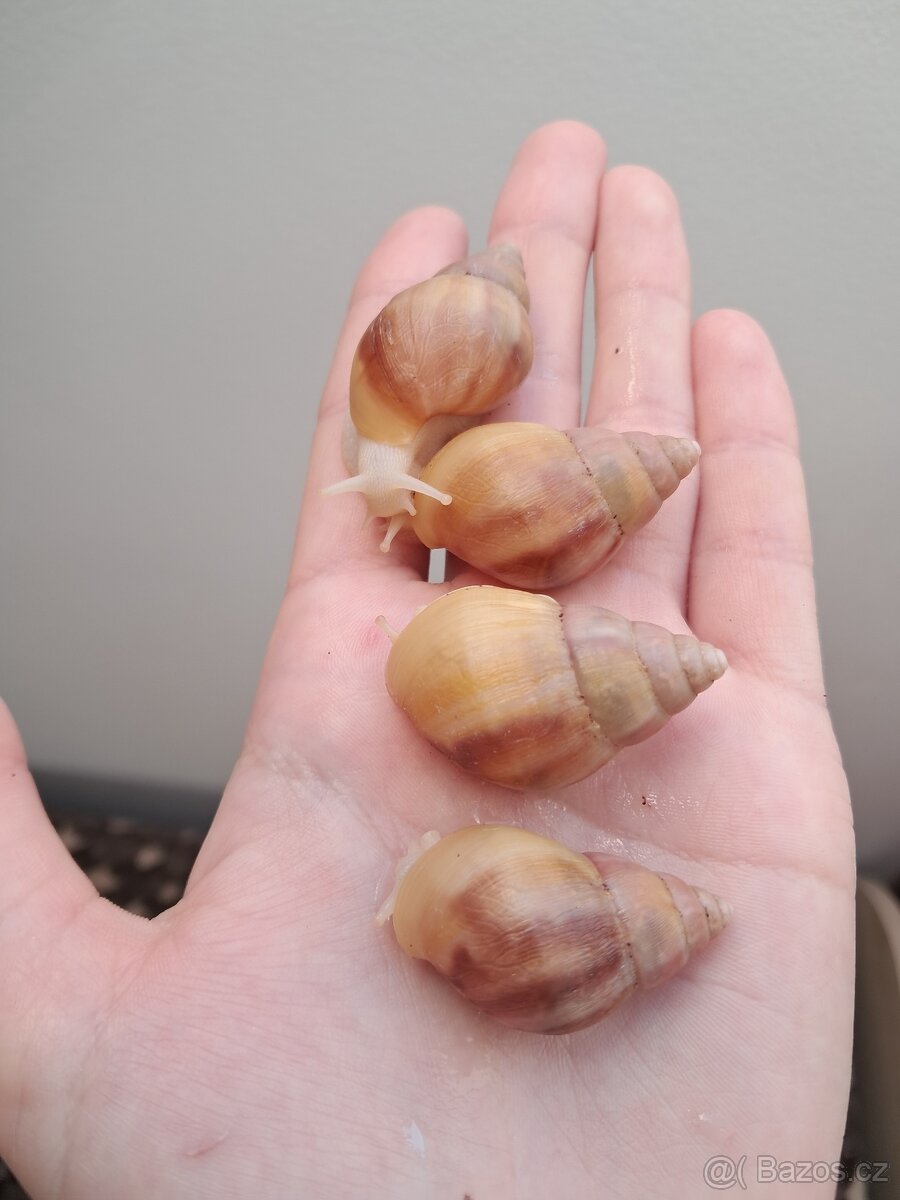 Lissachatina fulica full albino - africký šnek - 3