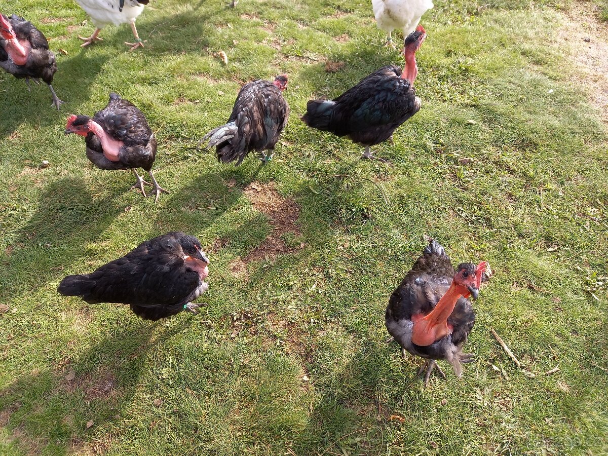 Holokrčka černá - kohouti - 3