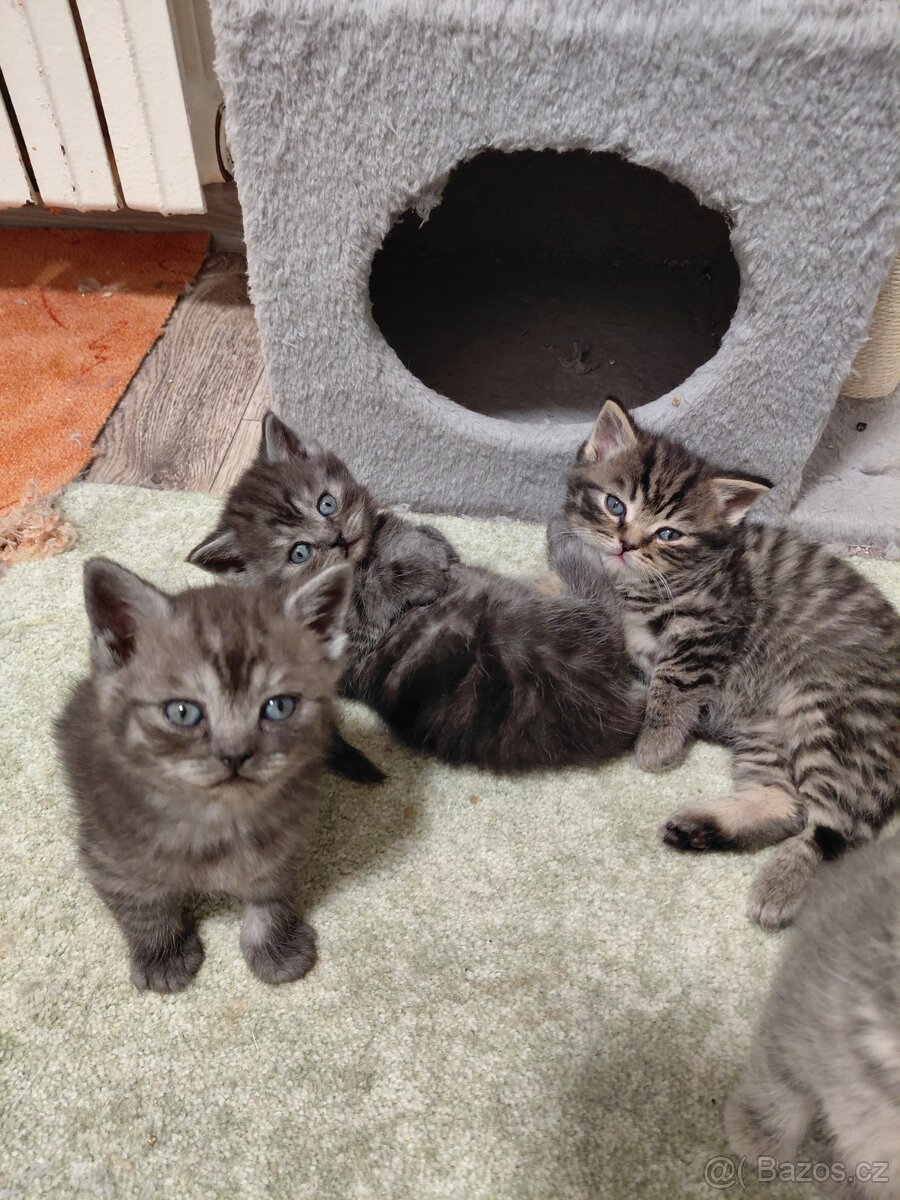 Prodám britské kotatka - 3