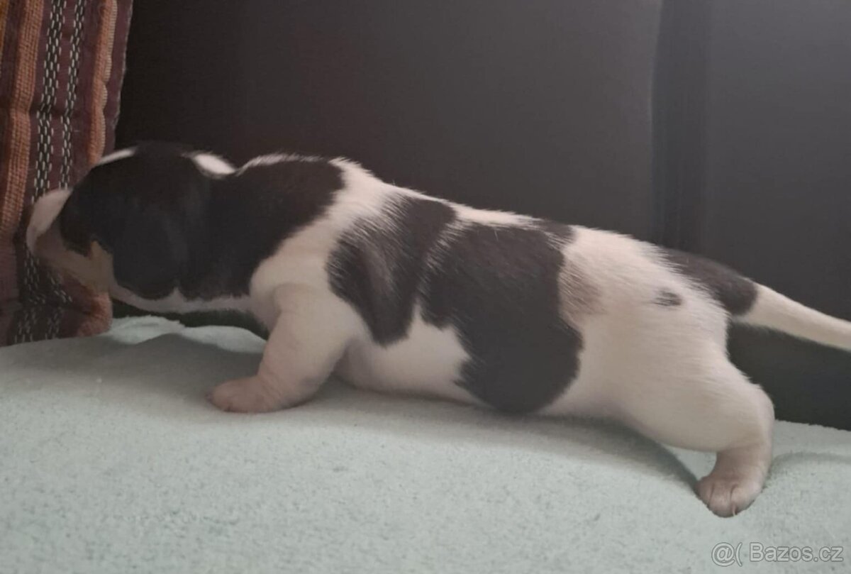 Čistokrevné štěně Jack Russell - kluk František - 3